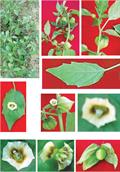 Physalis minima
